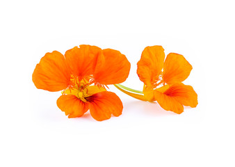 Nasturtium orange flowers. Tropaeolum majus isolated on whit