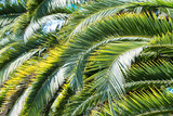 Fototapeta  - Phoenix palm tree leaves pattern in nature