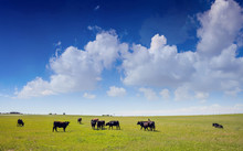 Cows In A Pasture, Clear Blue Sky In A Sunny Spring Day, Texas, USA.