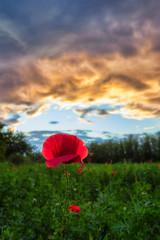 Wall Mural - Springtime photo in a meadow with poppy flowers at evening time