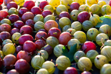 Red, green and yellow gooseberries on black wooden background closeup