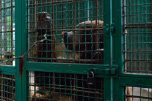 Portrait Of Brown Bear In A Cage Under The Lock Pulls Paw To The Food. The Concept Of Environmental Protection And Wildlife. Wild Animals In A Zoo In Captivity.