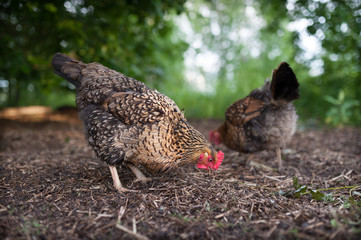 Wall Mural - Free range chicken walking in the yard and digging in the lsat year straw looking for seeds, worms and bugs