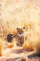 Canvas Print - Close up of cheetah