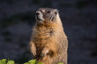 a close up portrait of a cute brown ground hog standing behind green leaves in the garden under the sun looking around