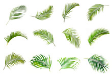 Collection Of Palm Leaves Isolated On White Background.