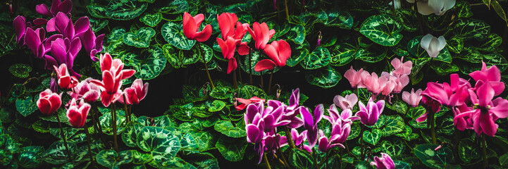 Poster - flowers in the garden