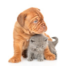Fototapeta Zwierzęta - Mastiff puppy hugging gray kitten and looking away. isolated on white background