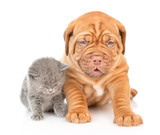 Fototapeta Zwierzęta - Baby kitten sitting with mastiff puppy in front view. isolated on white background