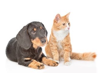 Poster - Dachshund puppy and adult cat sitting together. isolated on white background
