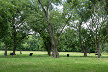 Angus Cattle In Pecan Grove Pasture In Summer