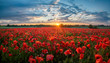 panorama of a field of red poppies against the background of the evening sky.