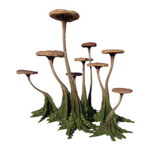 Mushrooms, Strange Alien Fungus Isolated On White Background
