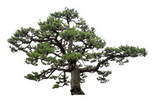 Japanese Pine Tree Is Isolated On White Background