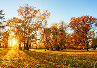 Poster - Autumn forest panorama in park