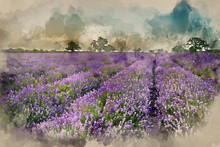 Digital Watercolor Painting Of Beautiful Dramatic Misty Sunrise Landscape Over Lavender Field In English Countryside
