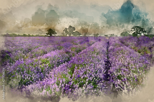 Fototapeta na wymiar Digital watercolor painting of Beautiful dramatic misty sunrise landscape over lavender field in English countryside