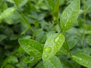 Close-up of a leaf and water drops on it background