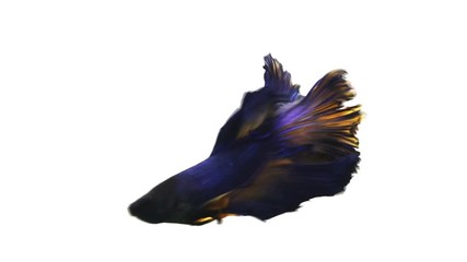 Poster - Slow Motion Halfmoon Betta fish on white background.