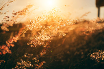 Poster - The flower grass with sunlight.