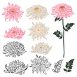 Dark Summer night of chrysanthemum oriental blooming flowers with hand drawn brush line seamless pattern vector