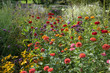 herbstliches Blumenbeet mit Zinnien, Westpark München