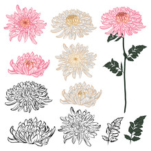 Dark Summer Night Of Chrysanthemum Oriental Blooming Flowers With Hand Drawn Brush Line Seamless Pattern Vector