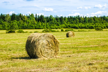 Canvas Print - hay roll in a field in summer