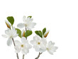 Beautiful blooming magnolia flower bouquet isolated on white background.