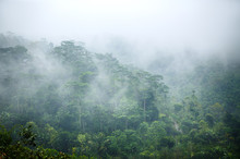 Morning Fog On The Rainy Deep Jungle Forest