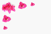 Natural Pink Bougainvillea Flowers With Petals On White Background