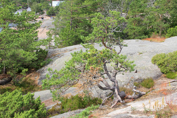 Wall Mural - Stone rocks and trees on the North Sea