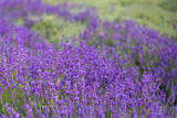 Fototapeta Lawenda - Lavender bushes closeup, French lavender in the garden, soft light effect. Field flowers background.