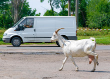 Domestic Dairy Goat Crossing The Road. Running White Goat