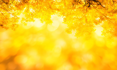 nature autumn background with yellow and orange autumn leaves