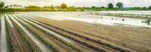 Agricultural Land Affected By Flooding. Flooded Field. The Consequences Of Rain. Agriculture And Farming. Natural Disaster And Crop Loss Risks. Ukraine Kherson Region. Selective Focus