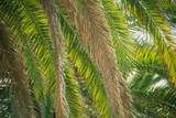 Fototapeta  - Background of hanging palm pinnate green leaves, summer, beach