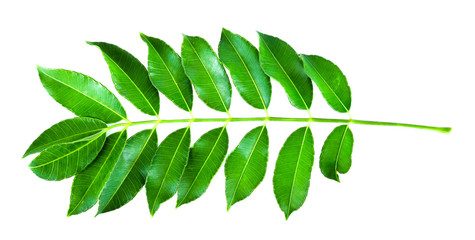 Spondias dulcis  leaf on white background