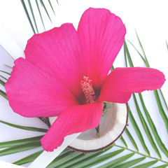 Wall Mural - Large pink tropical flower in half a coconut.