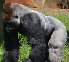 Silver Back Gorillas Are Ground-dwelling, Predominantly Herbivorous Apes That Inhabit The Forests Of Central Africa. The DNA Of Gorillas Is Highly Similar To That Of Humans, From 95–99%