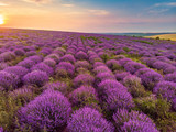 Fototapeta Krajobraz - Beautiful image of lavender field Summer sunset landscape. Aerial drone.
