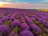 Fototapeta Krajobraz - Beautiful image of lavender field Summer sunset landscape. Aerial drone.