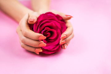 Woman's hands with Coral manicure holding rose.