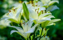 White Lily Flower Garden