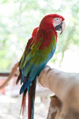 Beautiful macaw bird color red green blue