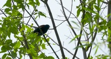 A Red-winged Blackbird Perched In A Tree