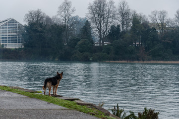 perro en el río