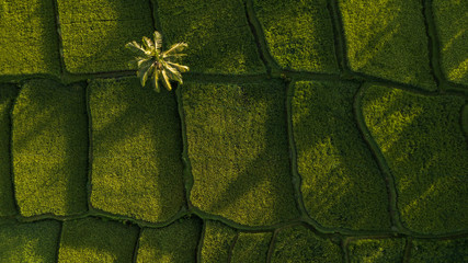Wall Mural - Nature background in green color. Aerial view of green rice terraces in Bali, Ubud. Abstract geometric shape and palm tree