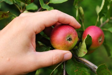 Poster - Hand plucks red apples closeup