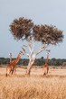 Leinwandbild Motiv Giraffes in Kenya